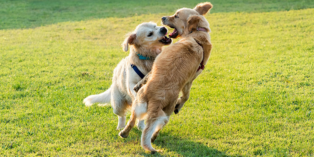 A nyakörv veszélyessé válhat akkor is, ha kutyánk egy másik kutyával vagy vadon élő állattal harcol