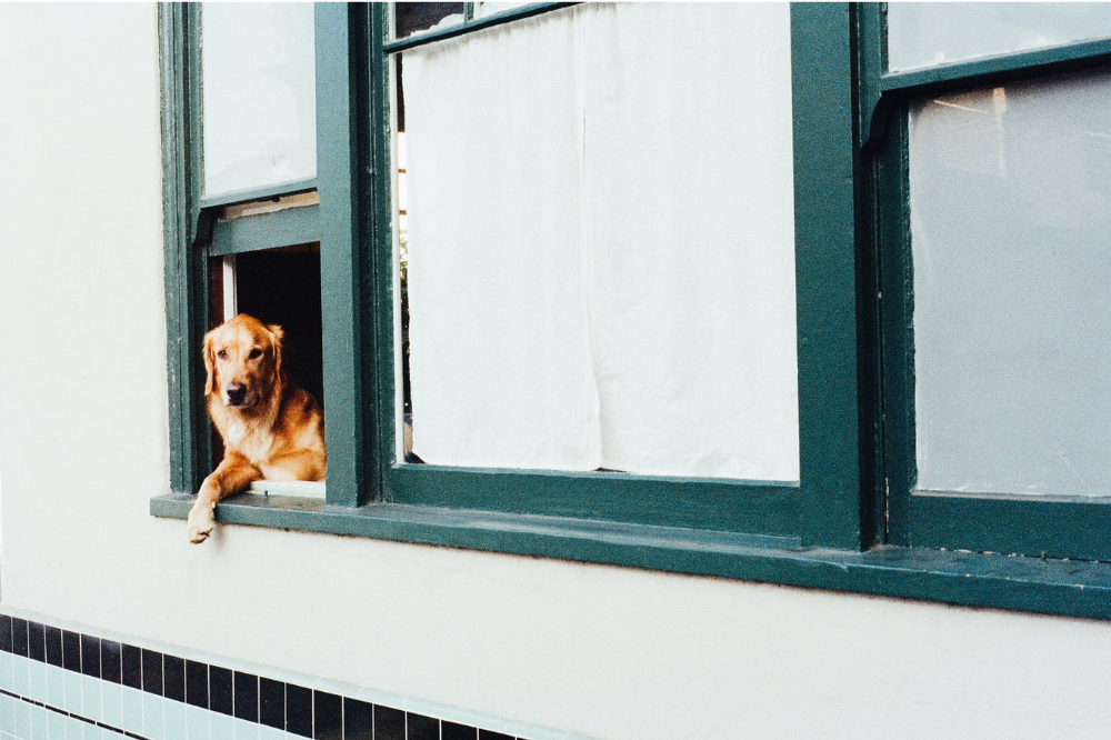 ablakból kinéző kutya